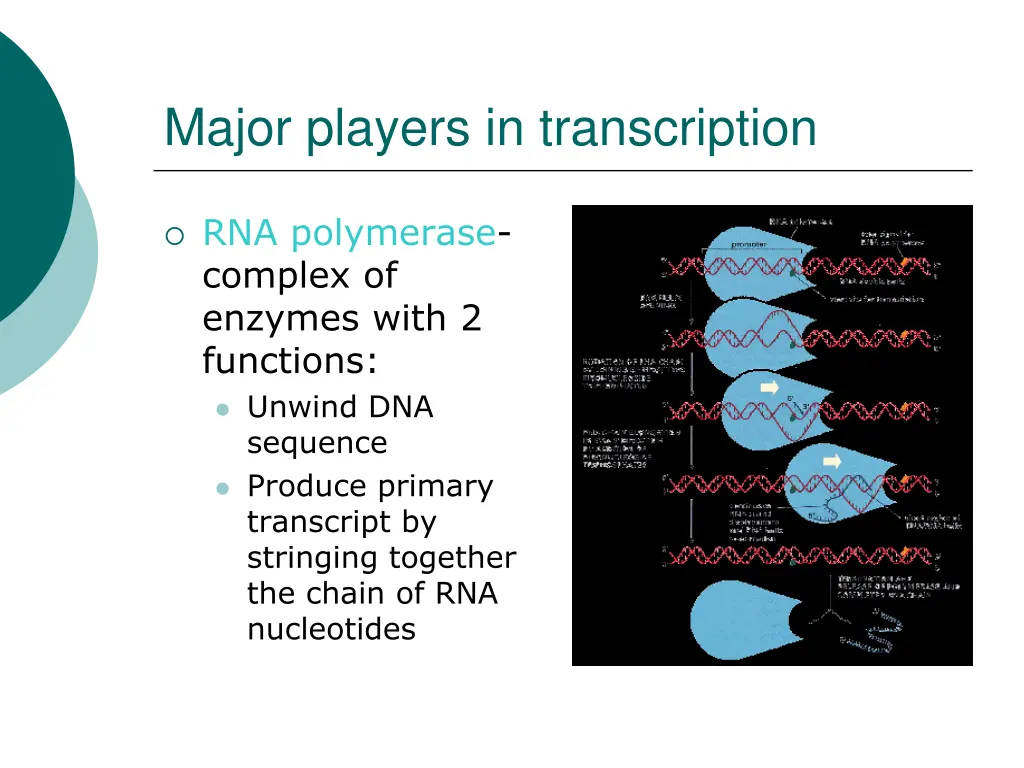 major players in transcription 1