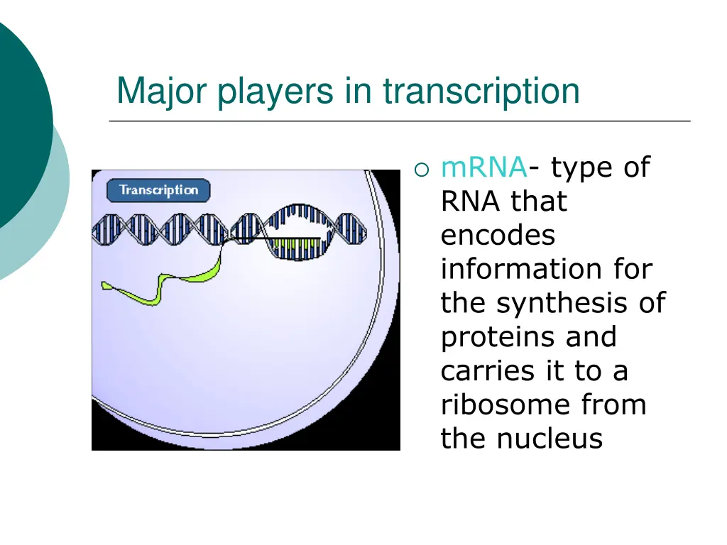 major players in transcription