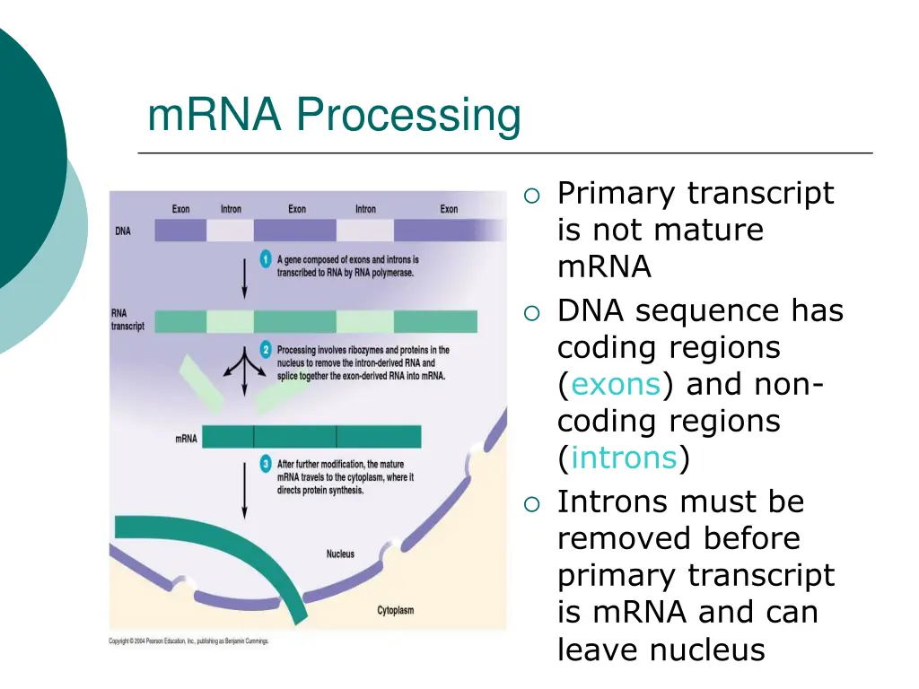 mrna processing