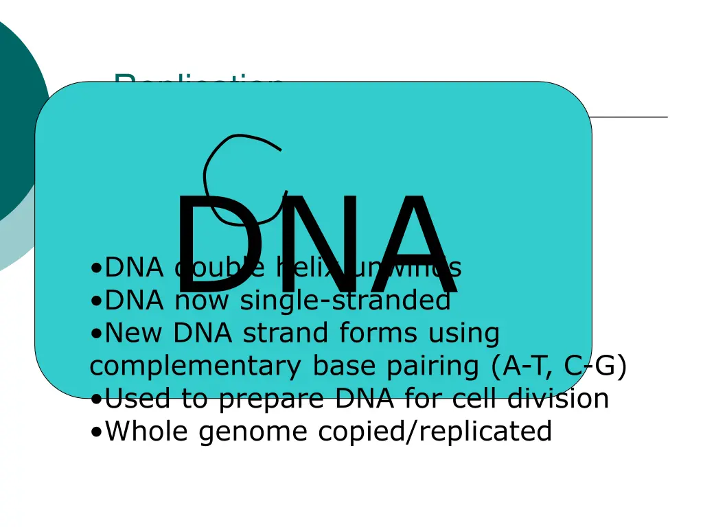 replication dna dna now single stranded