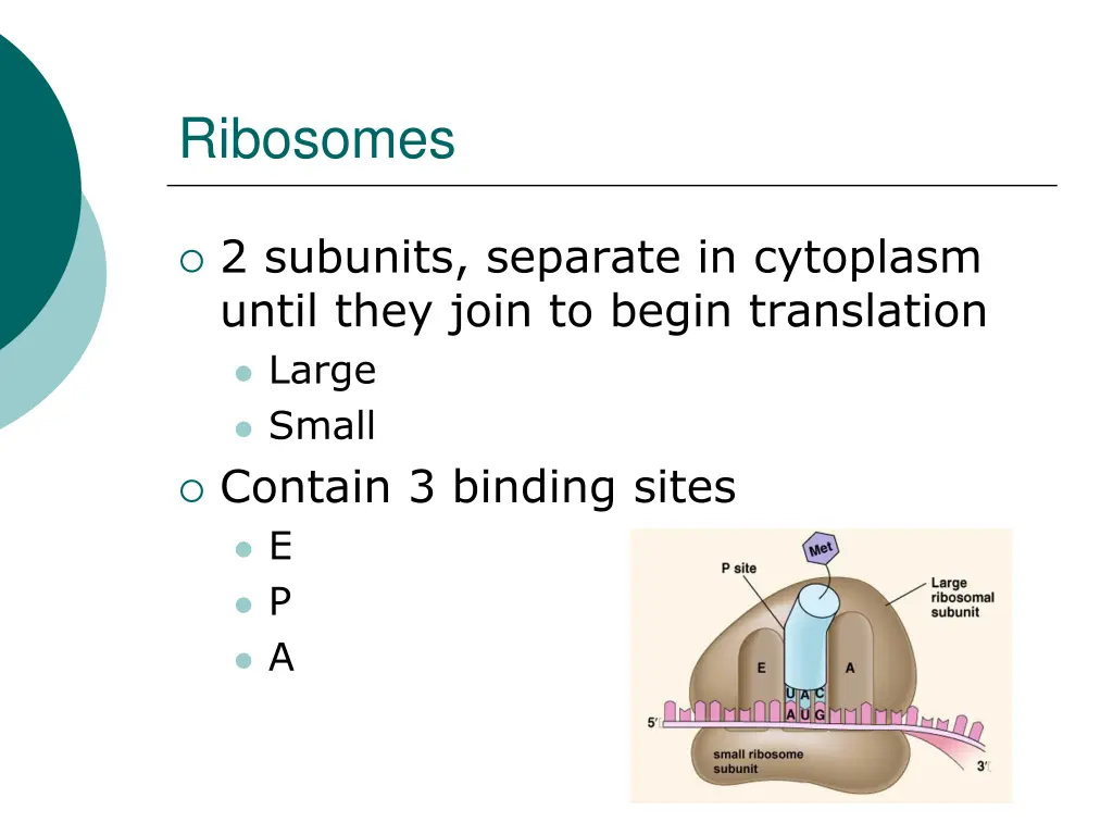 ribosomes