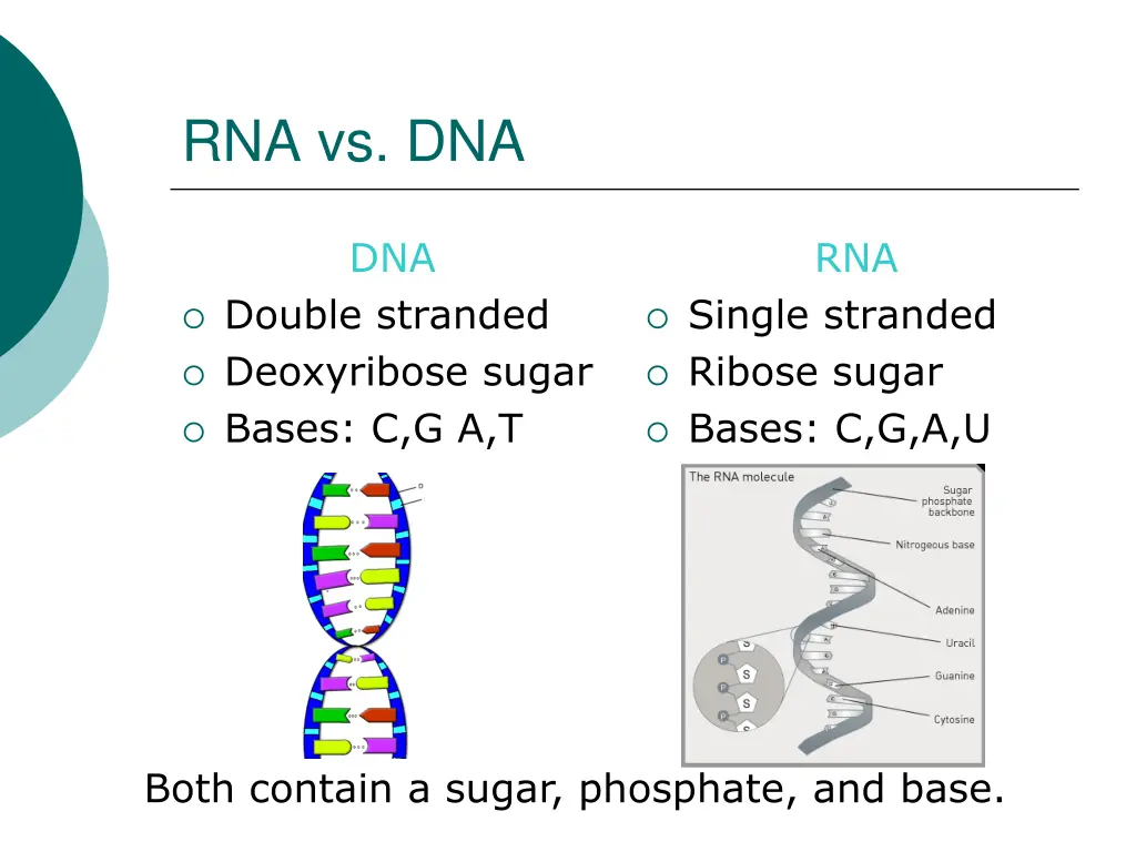 rna vs dna