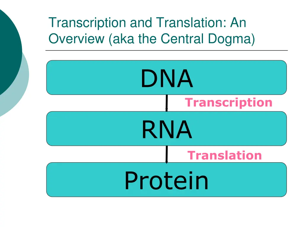 transcription and translation an overview