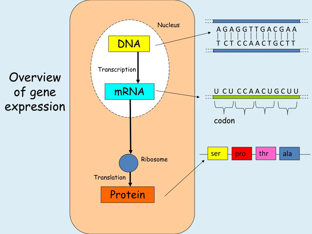 nucleus