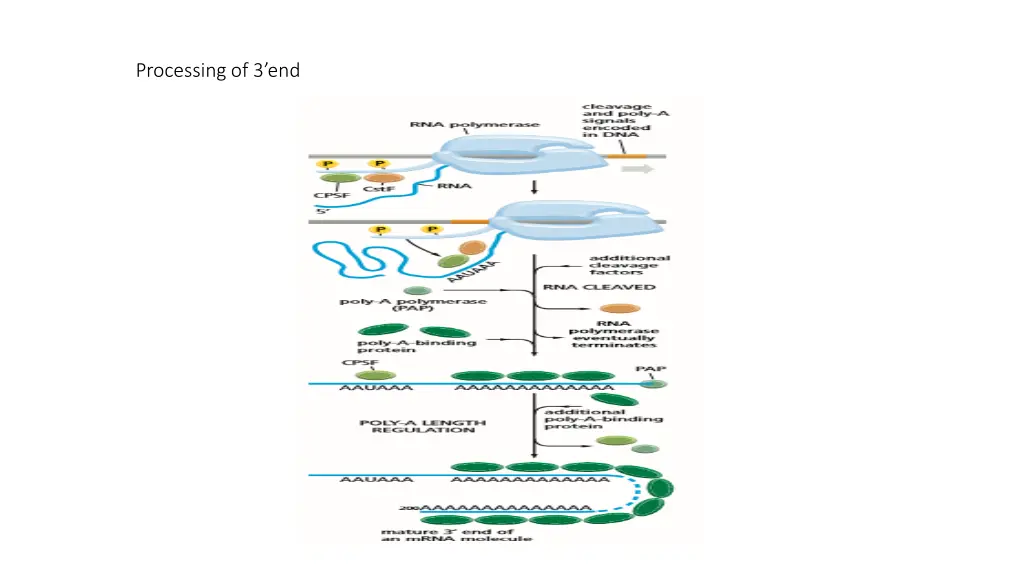 processing of 3 end