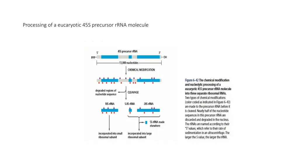 processing of a eucaryotic 45s precursor rrna