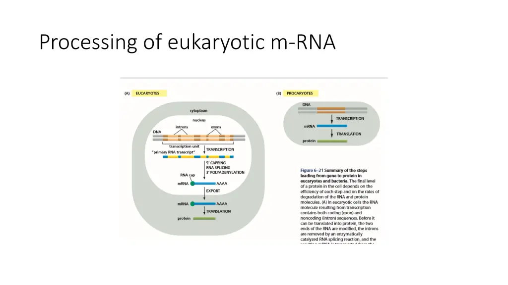 processing of eukaryotic m rna