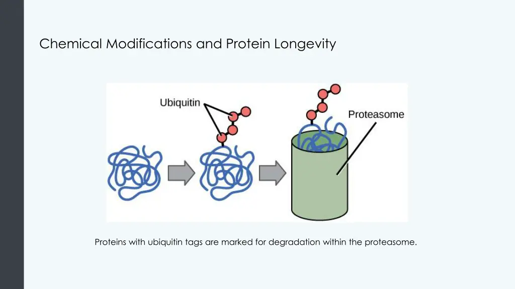 chemical modifications and protein longevity