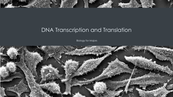 dna transcription and translation