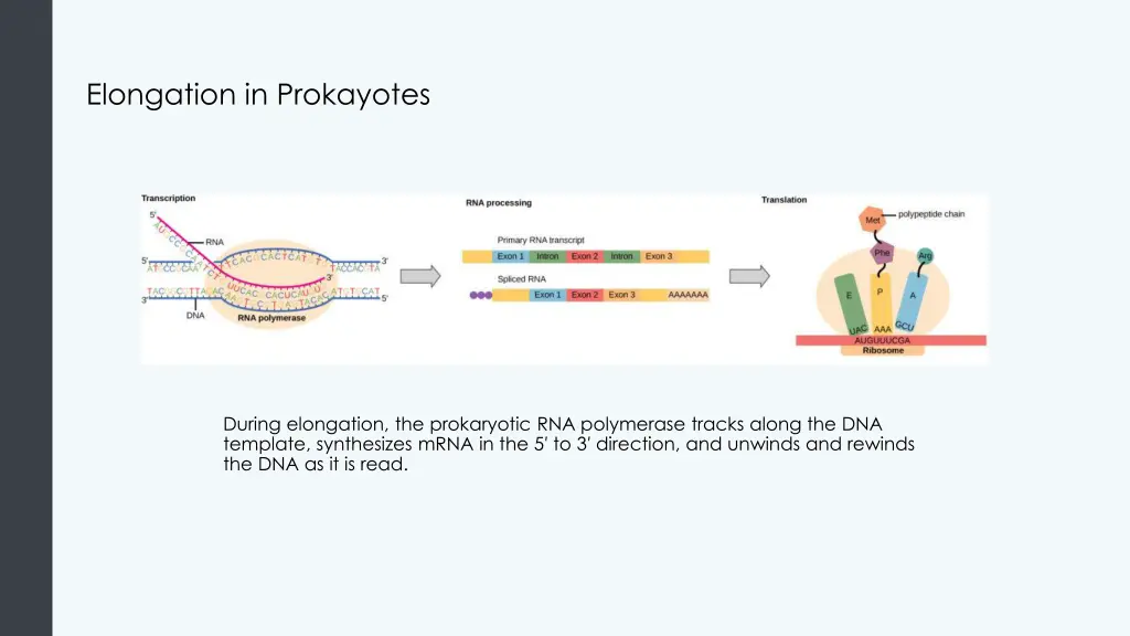 elongation in prokayotes