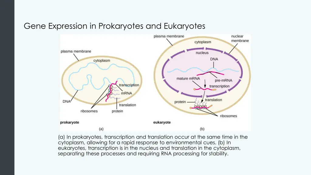 gene expression in prokaryotes and eukaryotes