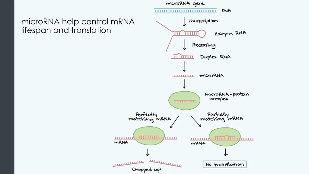 microrna help control mrna lifespan