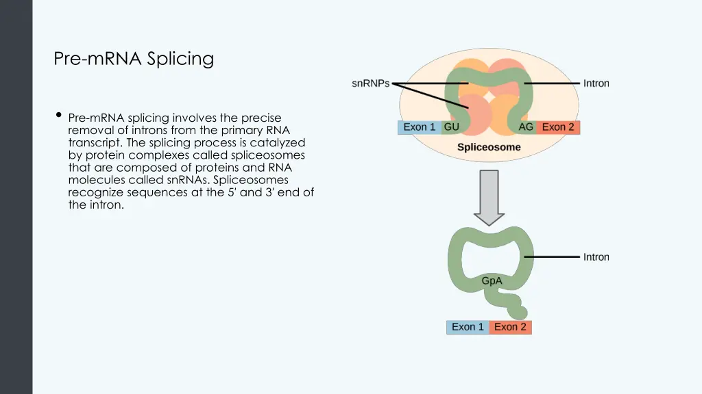 pre mrna splicing