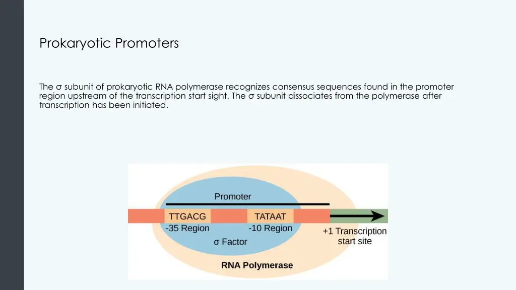 prokaryotic promoters