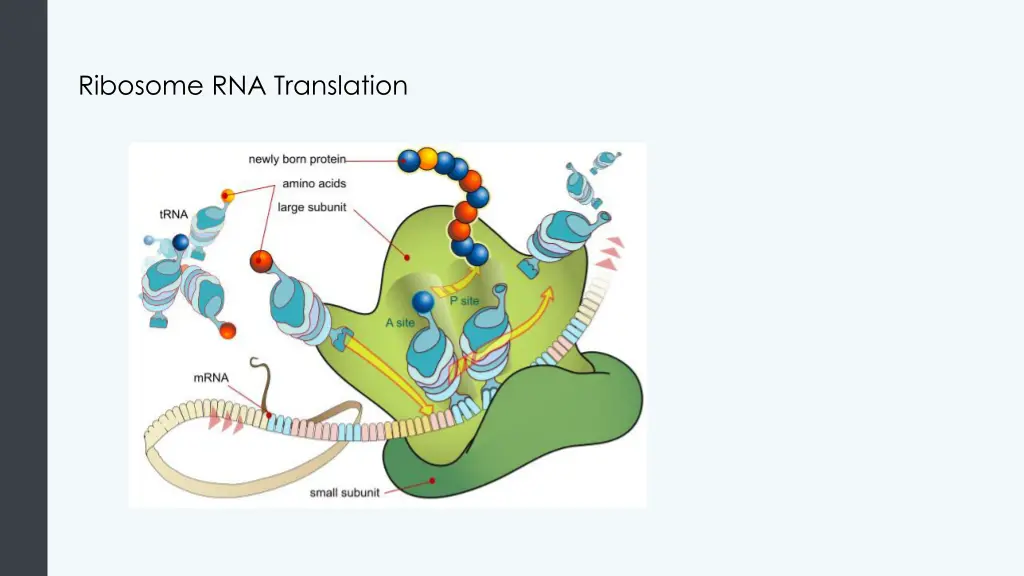 ribosome rna translation