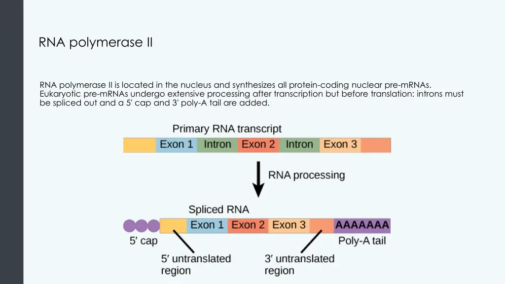 rna polymerase ii