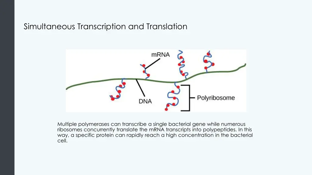 simultaneous transcription and translation