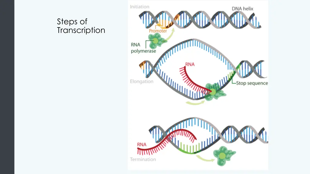 steps of transcription