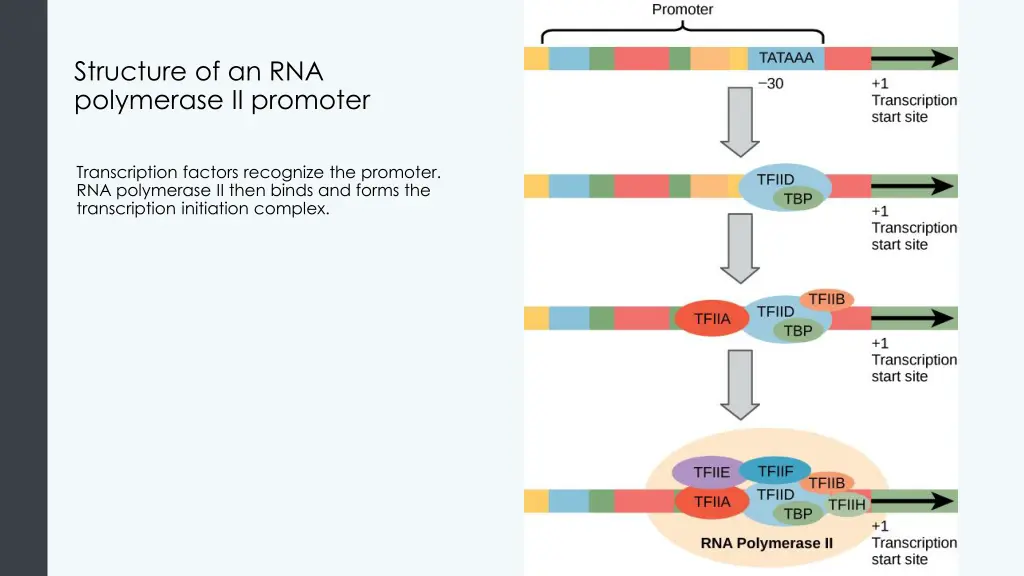 structure of an rna polymerase ii promoter