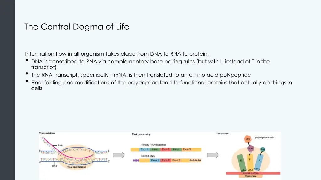 the central dogma of life