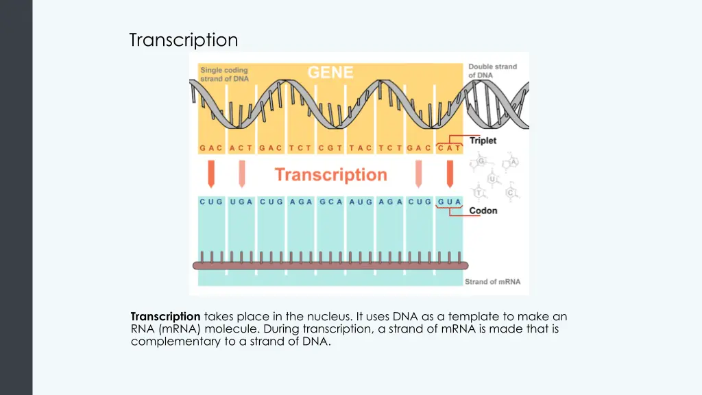 transcription