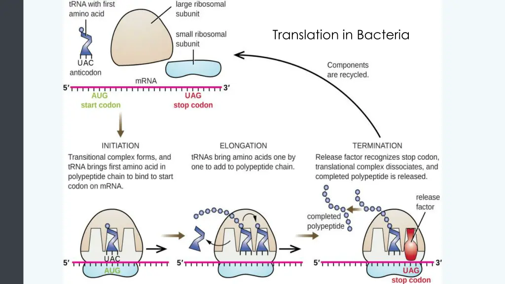 translation in bacteria