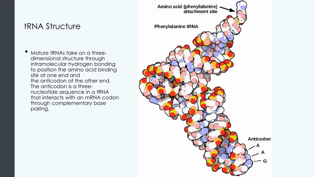 trna structure