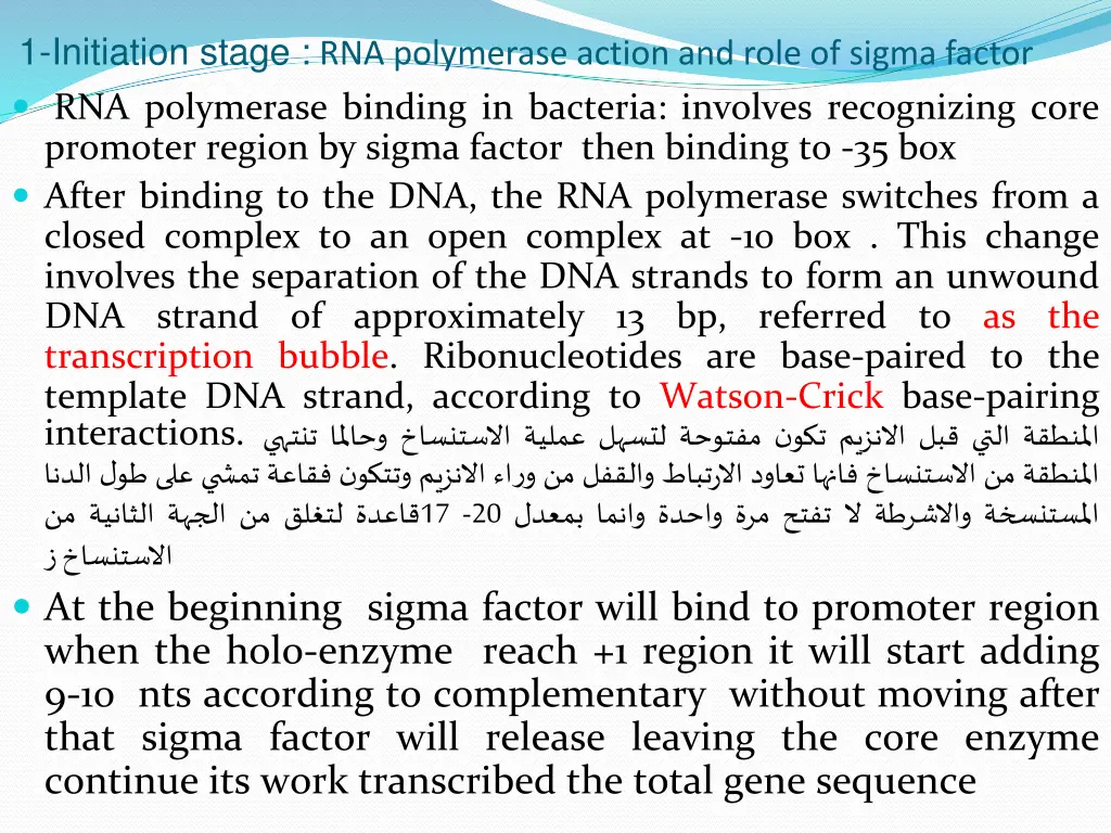 1 initiation stage rna polymerase action and role