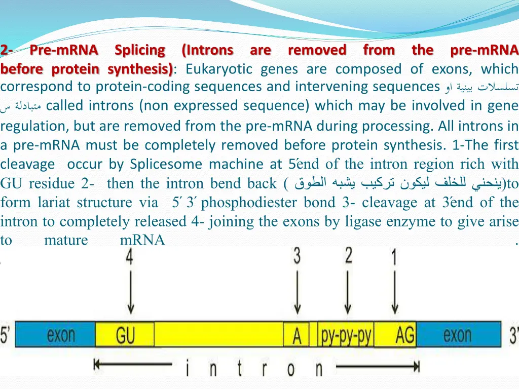 2 before protein synthesis eukaryotic genes