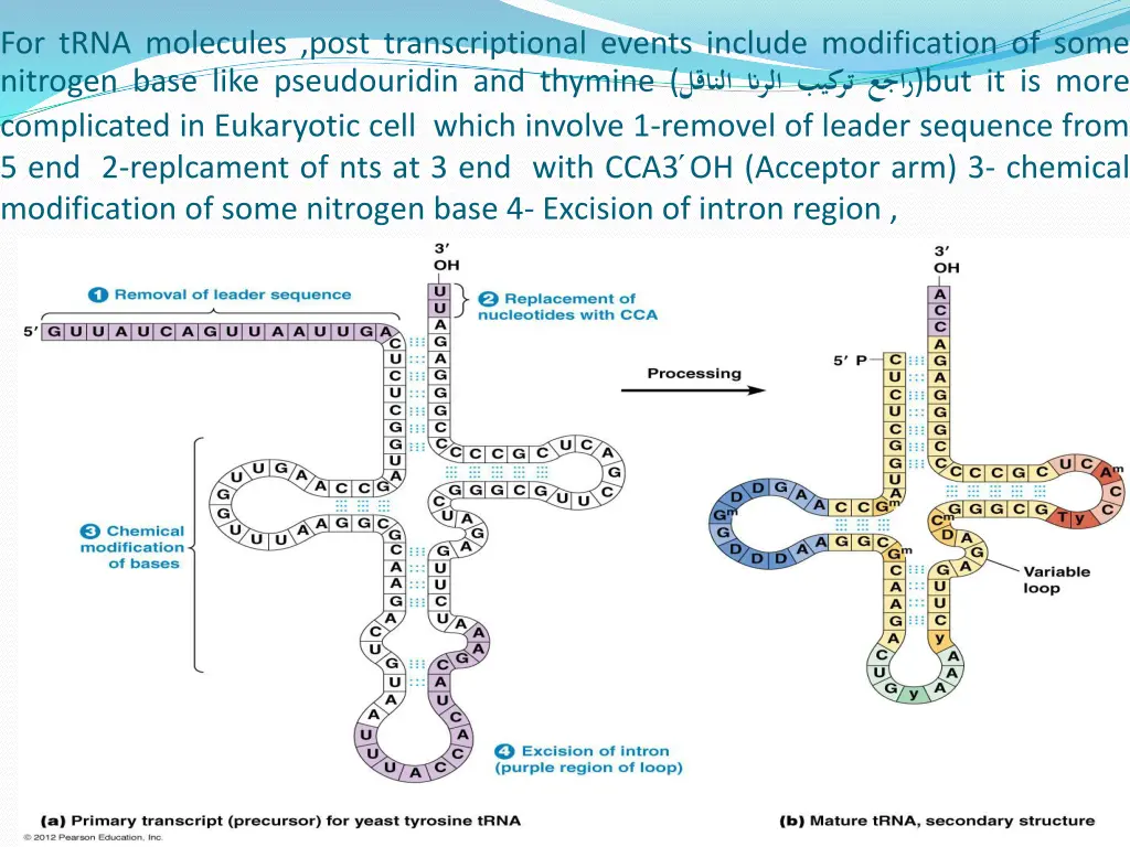 for trna molecules post transcriptional events