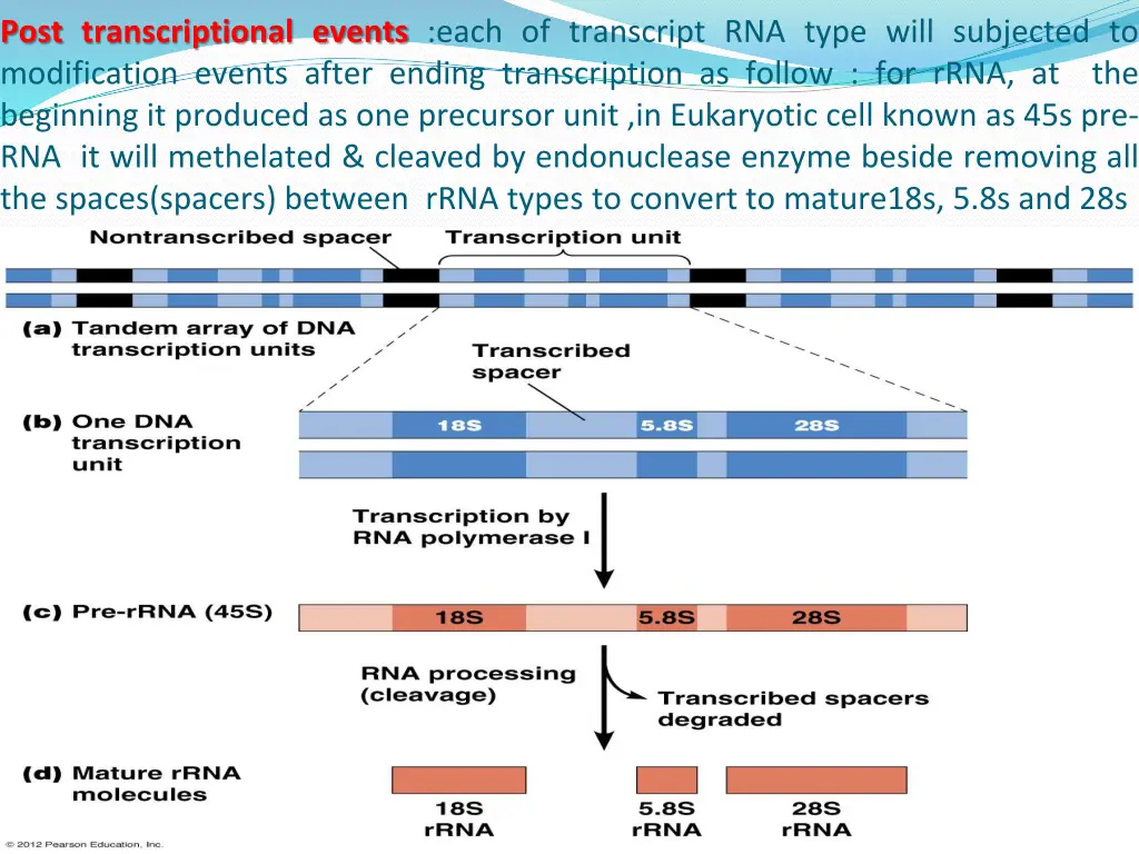 post transcriptional events each of transcript