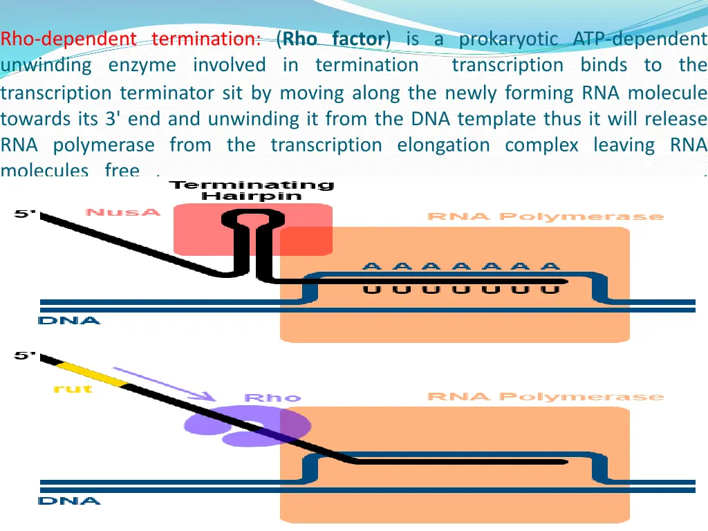 rho dependent termination rho factor