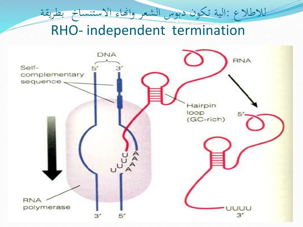 rho independent termination