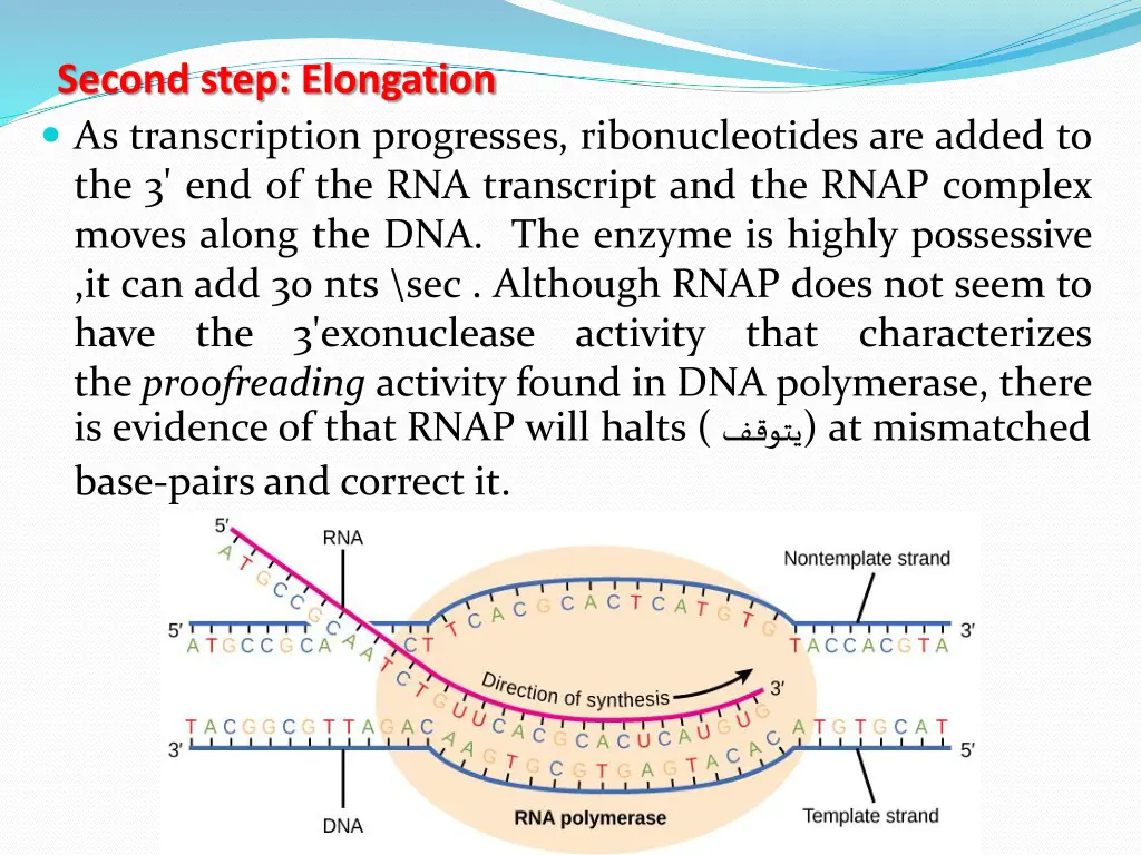 second step elongation as transcription