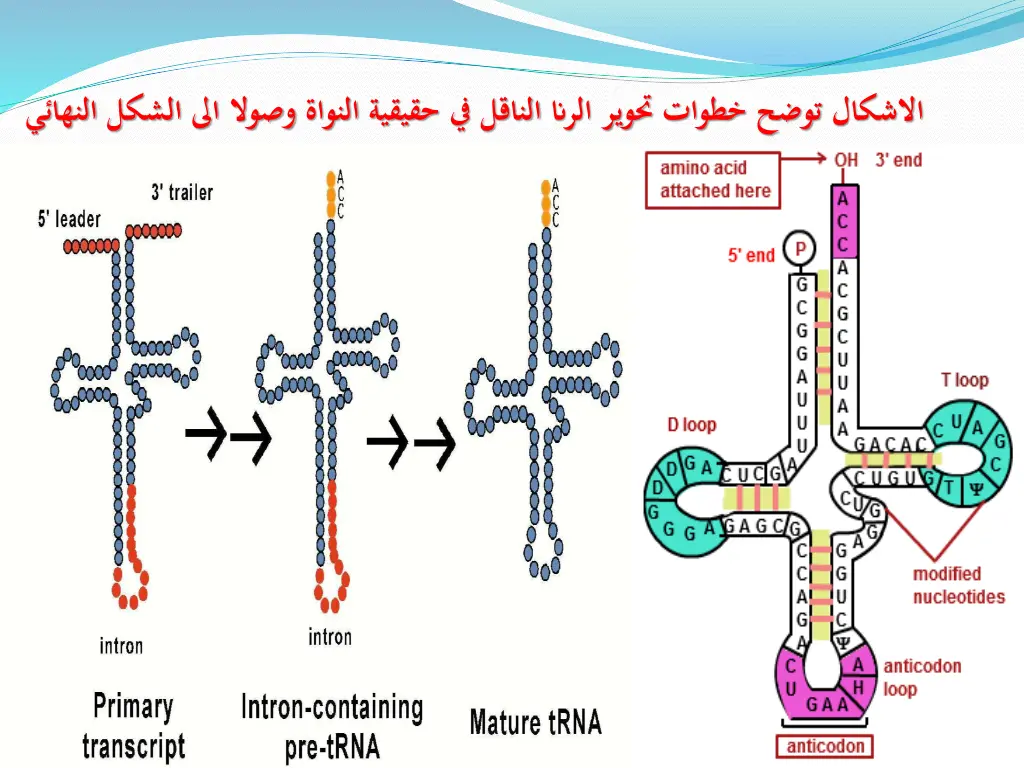 slide19