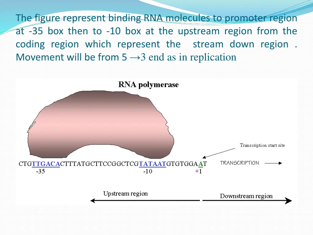 the figure represent binding rna molecules