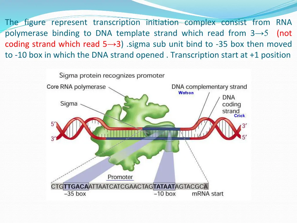 the figure represent transcription initiation