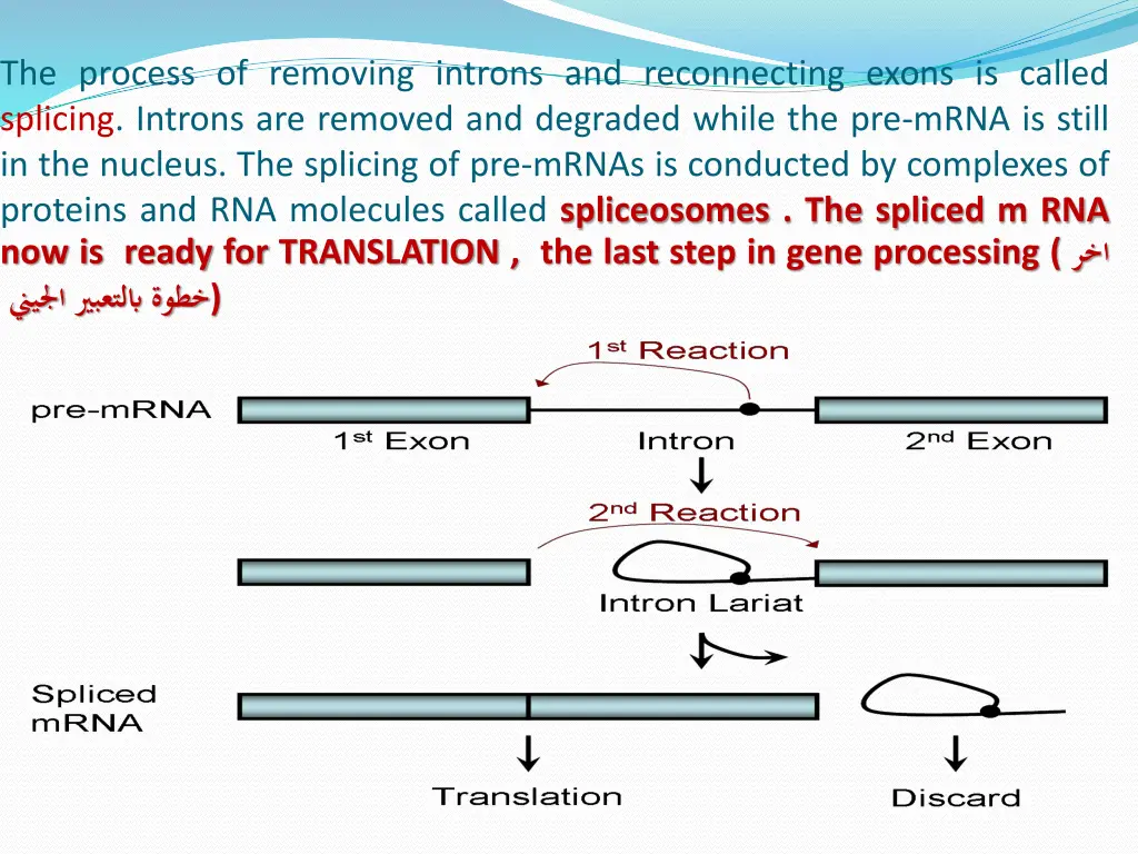 the process of removing introns and reconnecting