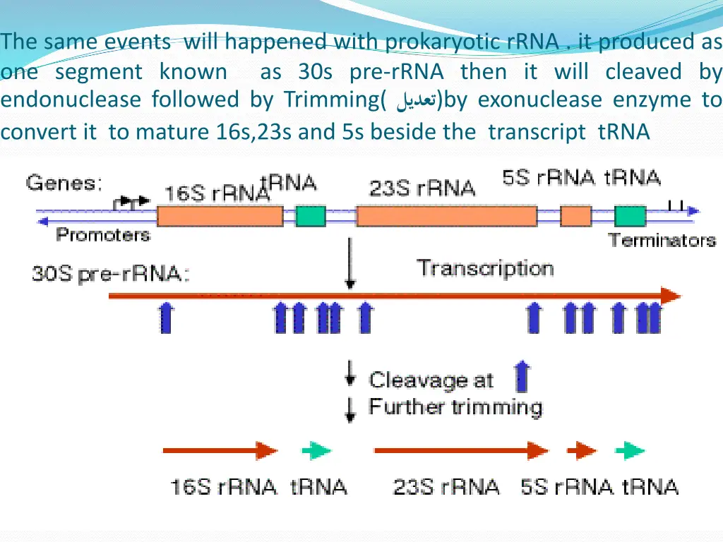 the same events will happened with prokaryotic