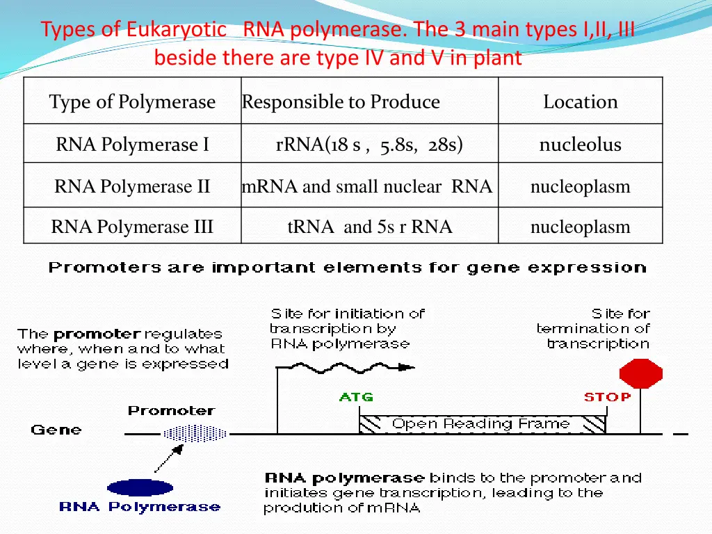 types of eukaryotic rna polymerase the 3 main