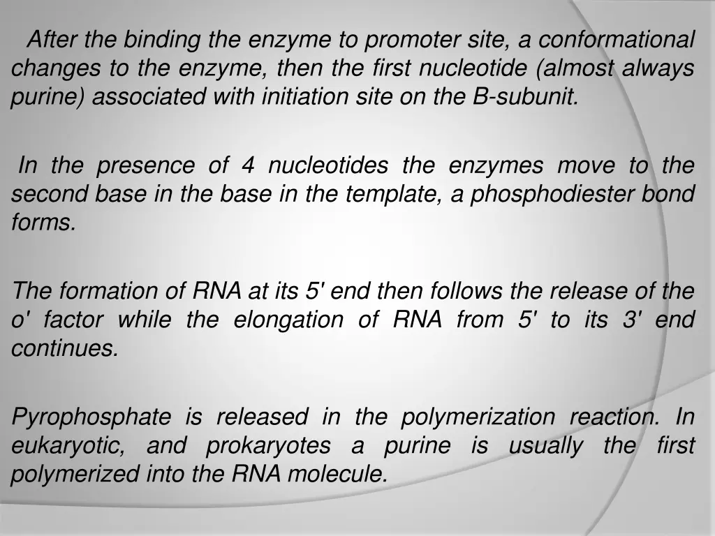 after the binding the enzyme to promoter site