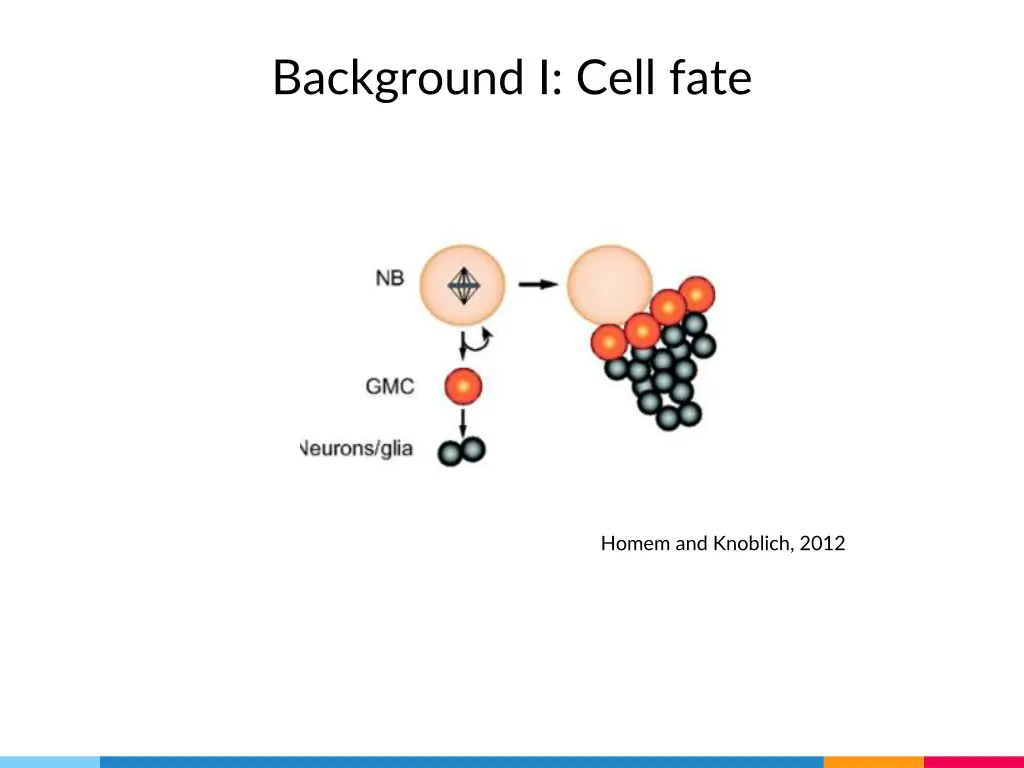 background i cell fate