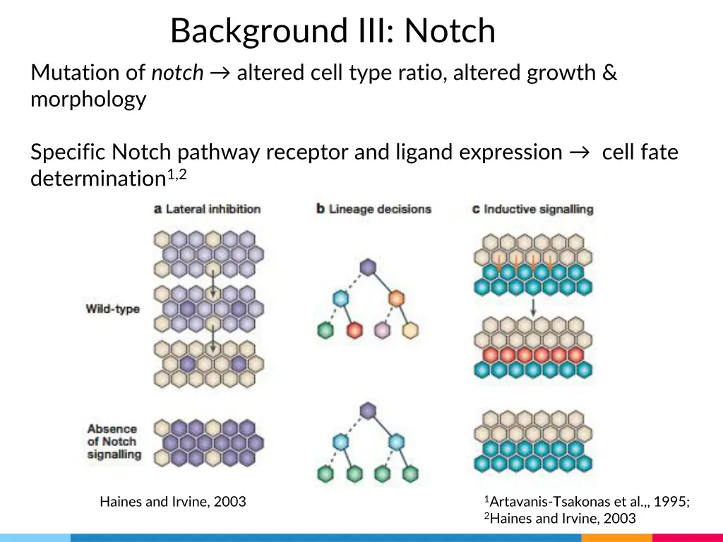 background iii notch mutation of notch altered