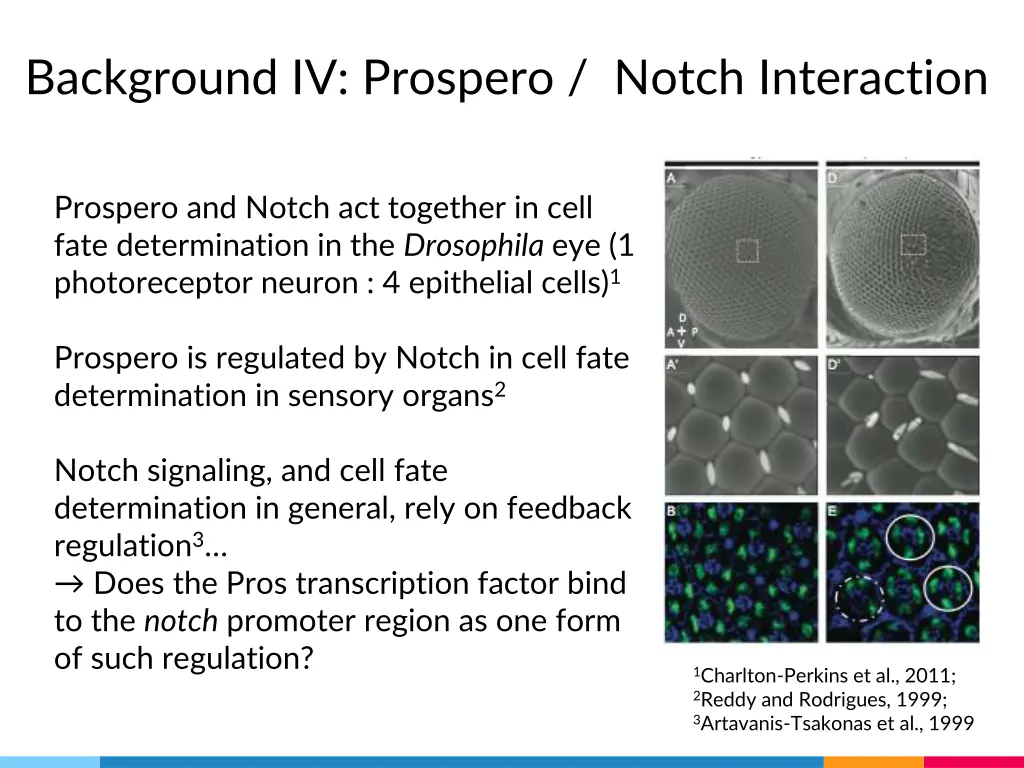 background iv prospero notch interaction