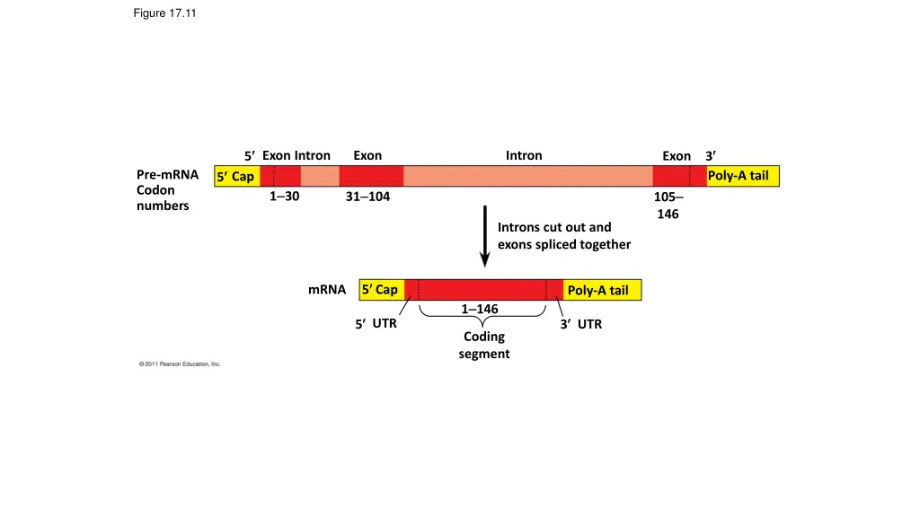 figure 17 11