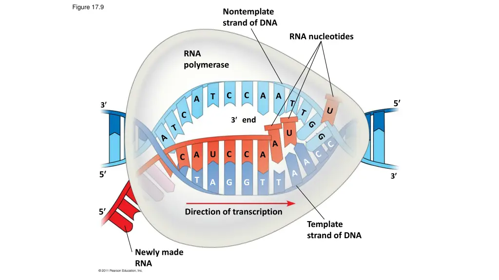 figure 17 9