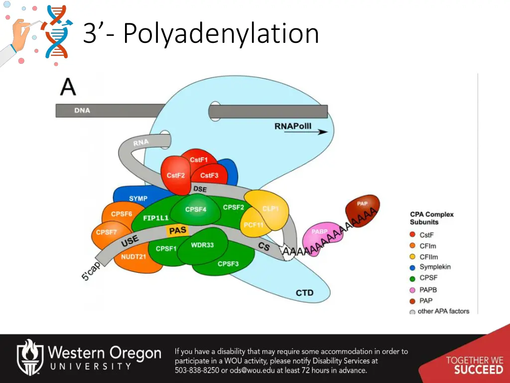 3 polyadenylation