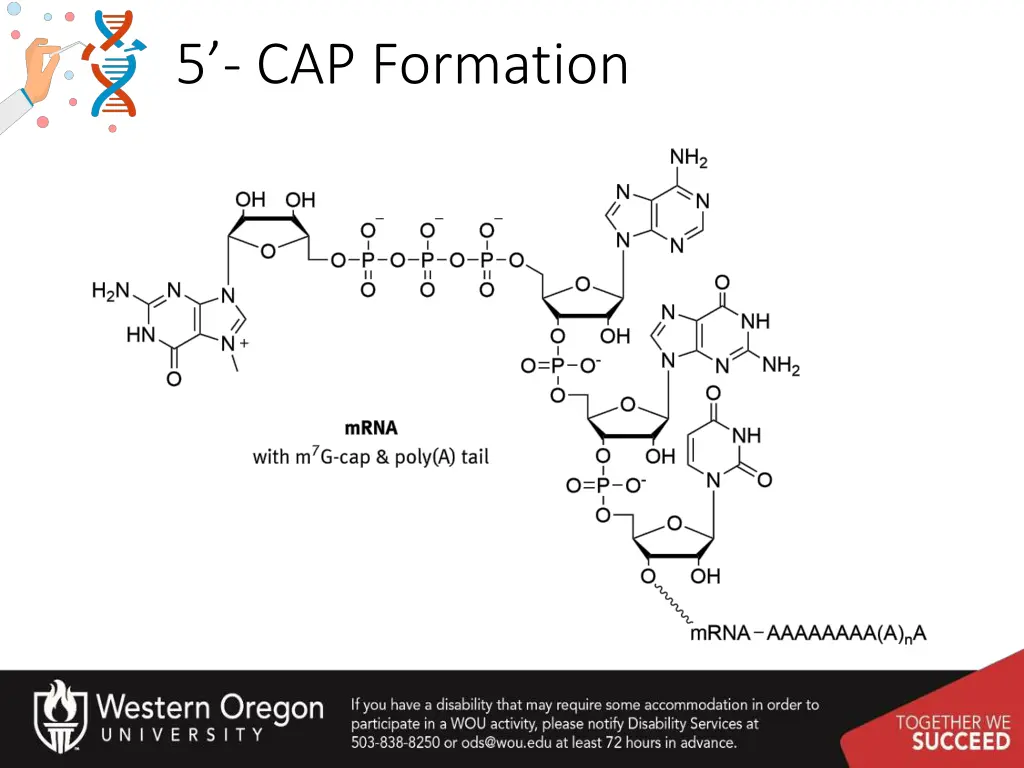 5 cap formation