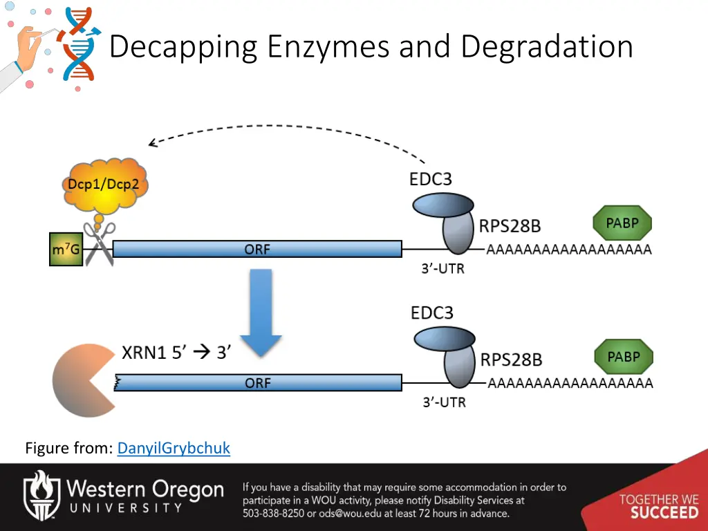 decapping enzymes and degradation