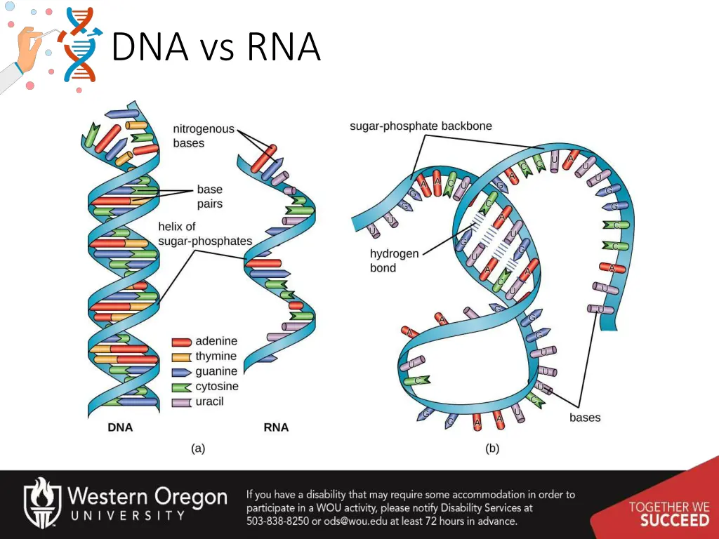 dna vs rna 1